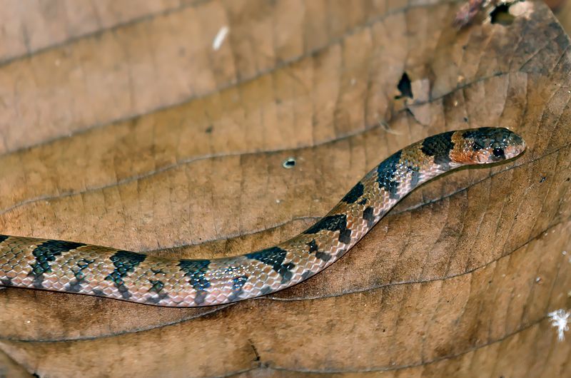 Blotched Hooknosed Snake