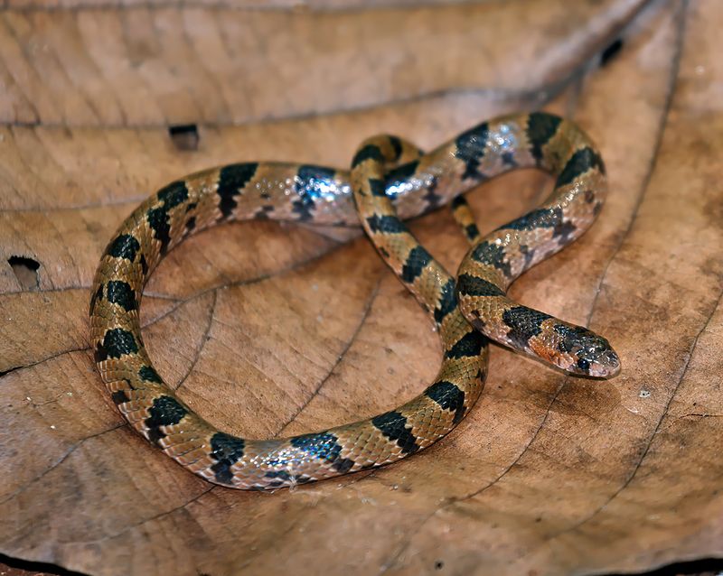 Blotched Hooknosed Snake