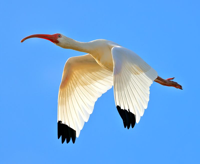 White Ibis