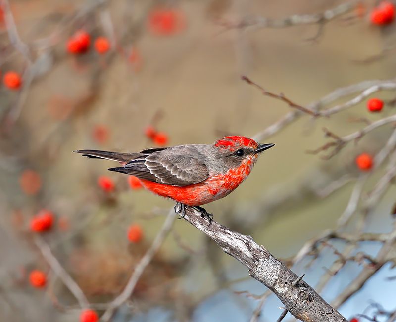 Vermilion Flycatcher