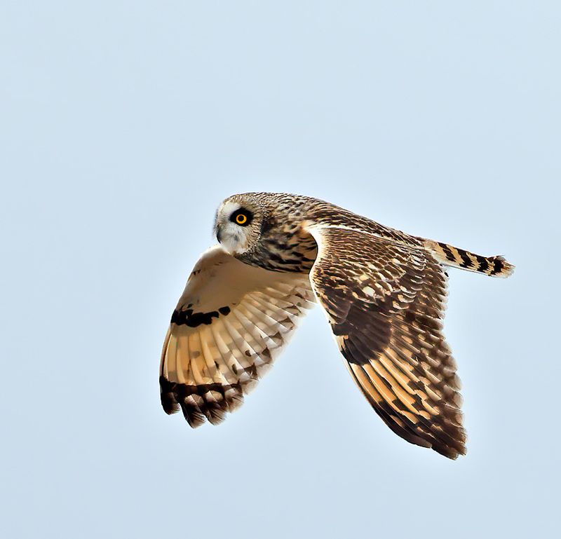 Short-eared Owl