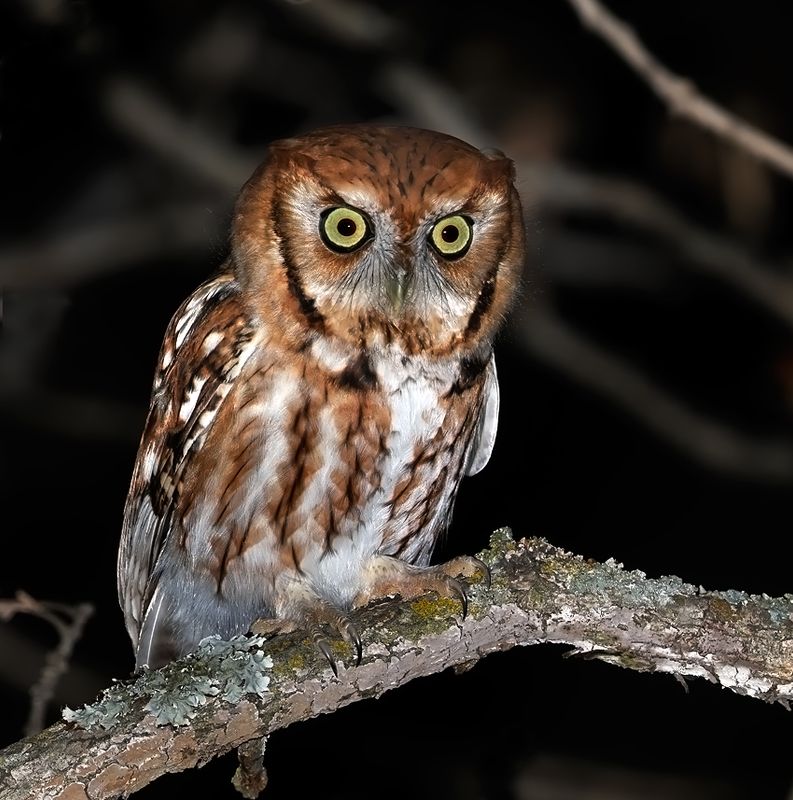 Eastern Screech-Owl