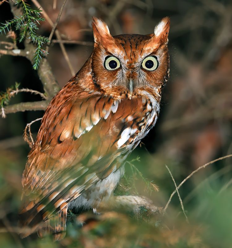 Eastern Screech-Owl
