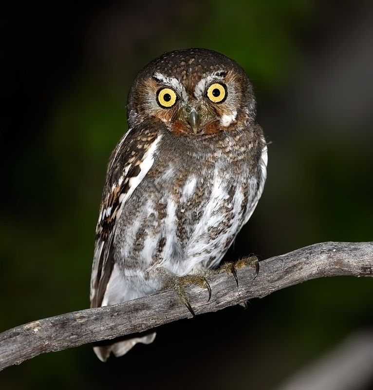 Elf Owl