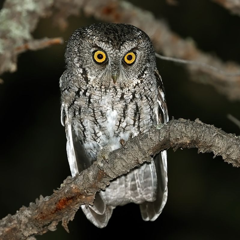 Whiskered Screech-Owl