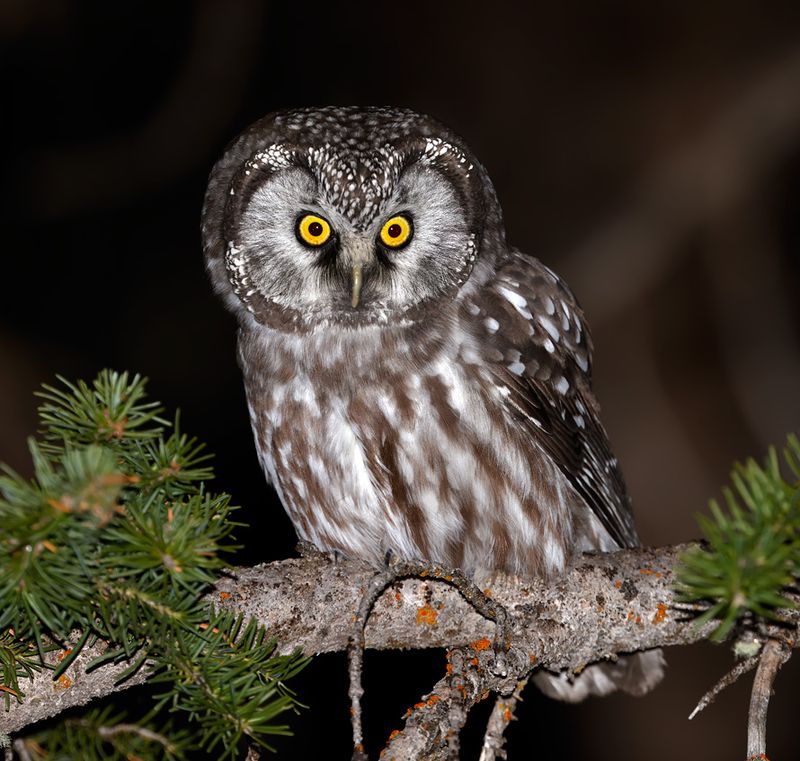 Boreal Owl