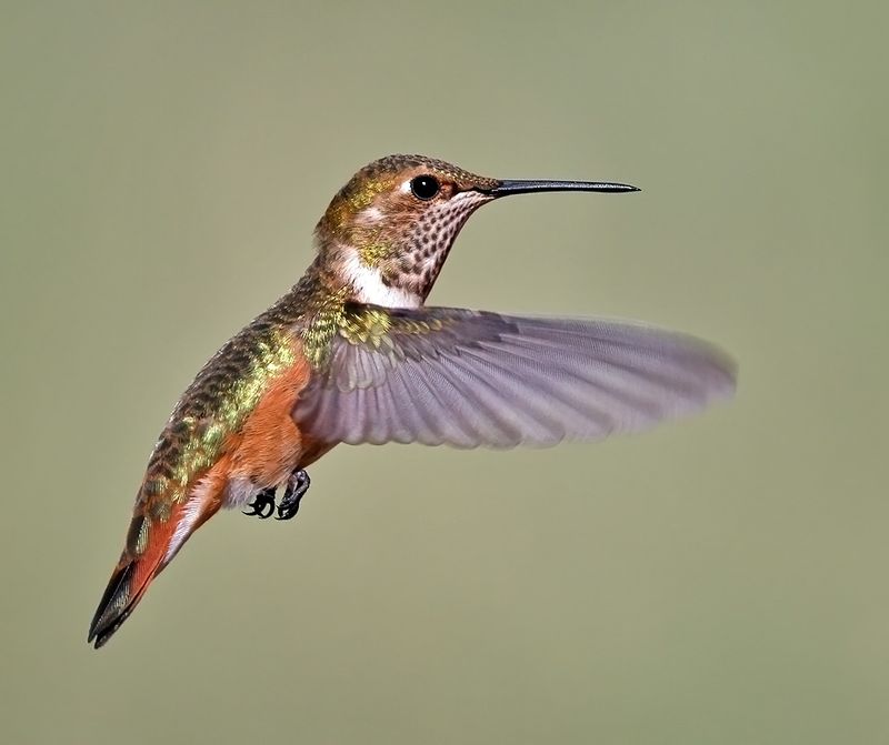 Rufous Hummingbird