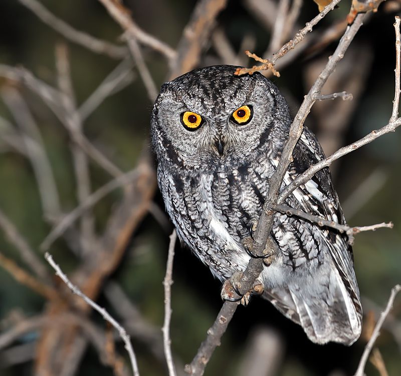 Western Screech-Owl