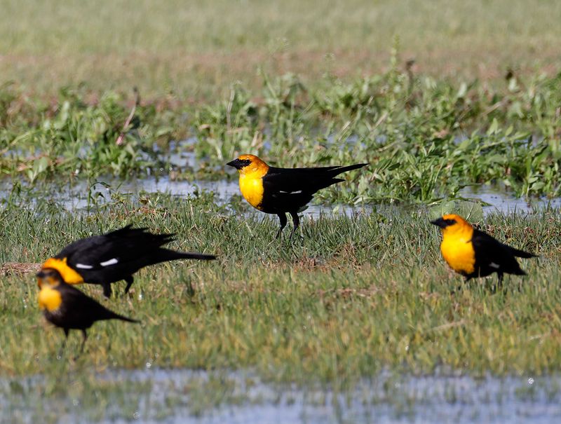Yellow-headed Blackbirds