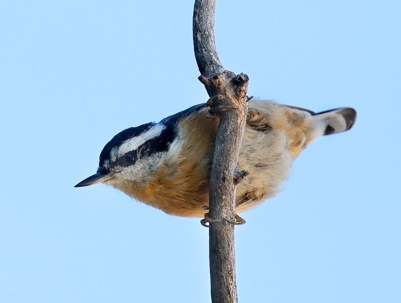 Red-breasted Nuthatch