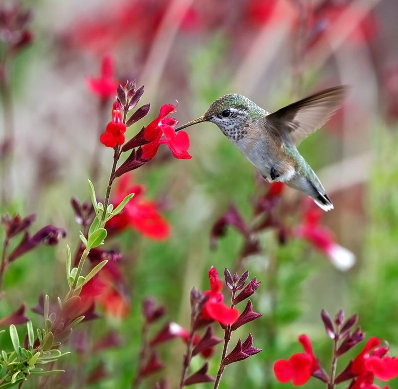 Calliope Hummingbird 