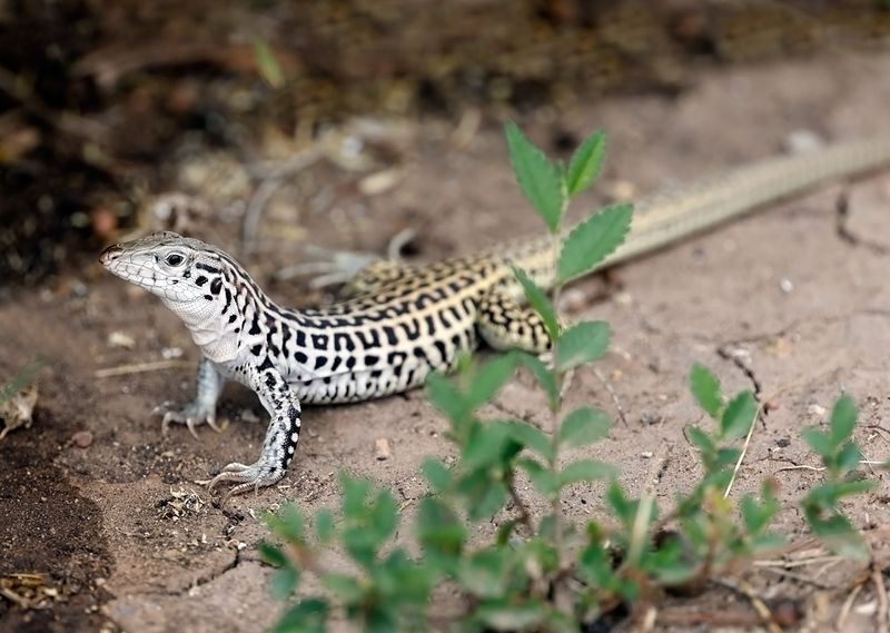 Checkered Whiptail