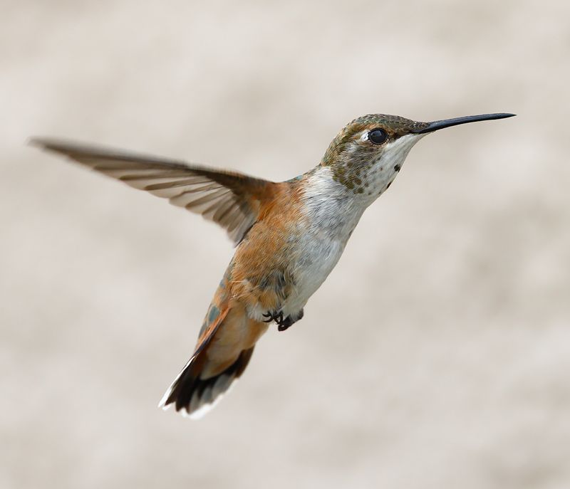 Rufous Hummingbird 