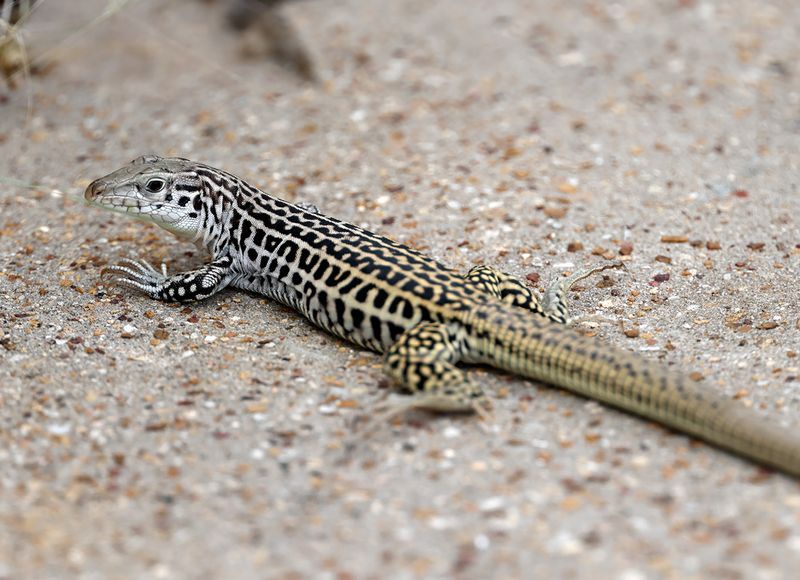 Checkered Whiptail