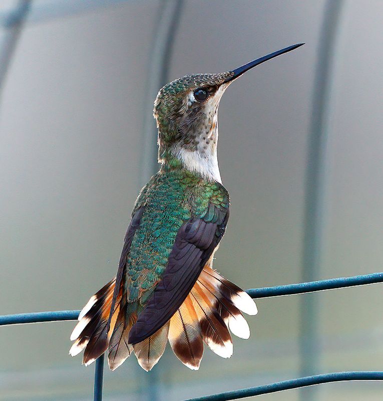 Rufous Hummingbird