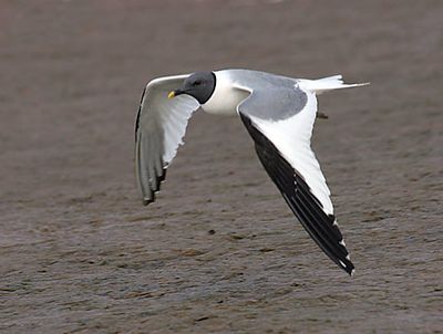 Sabine's Gull