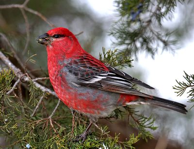 Rare Birds of Oklahoma