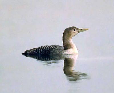 Yellow-billed Loon