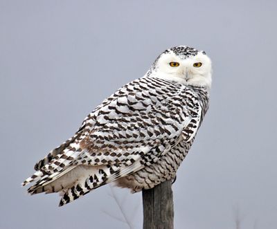 Snowy Owl