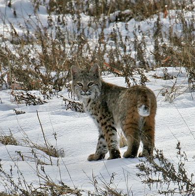 Bobcat