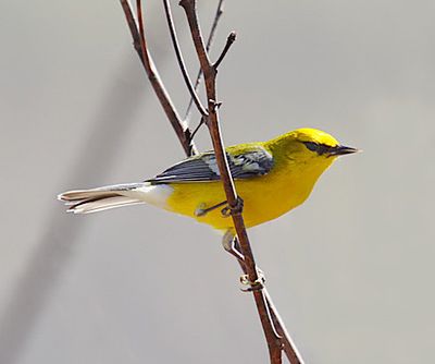 Blue-winged Warbler