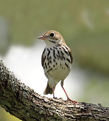 Ovenbird