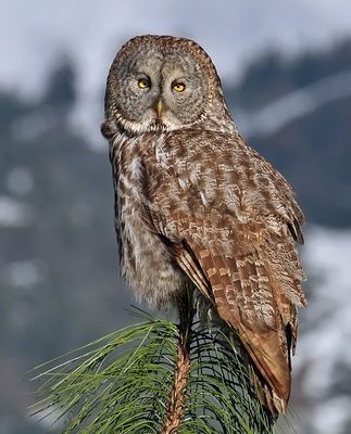 Great Gray Owl