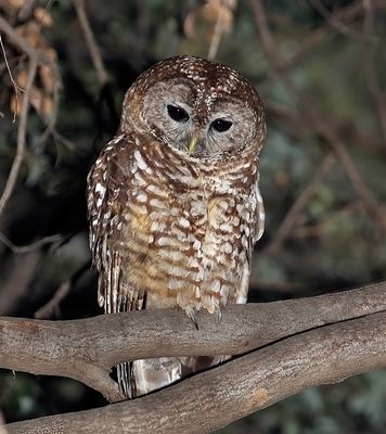 Spotted Owl