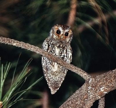 Flammulated Owl