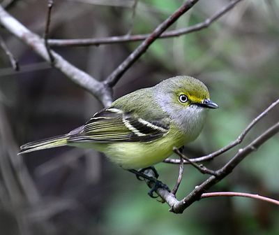 White-eyed Vireo