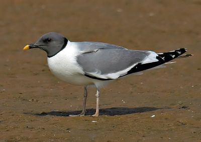 Sabine's Gull