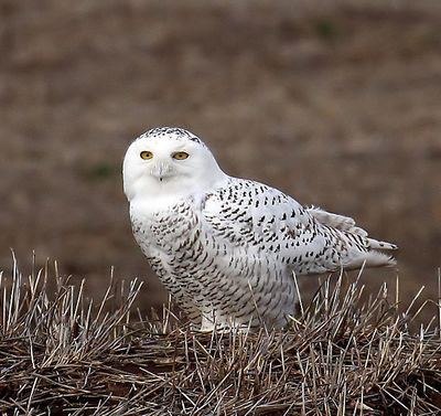 Snowy Owl