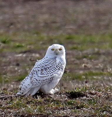 Snowy Owl