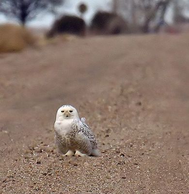 Snowy Owl