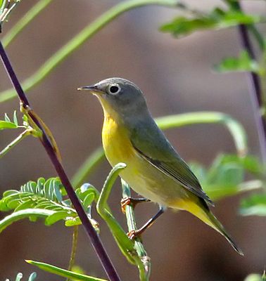 Nashville Warbler