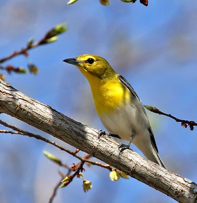 Yellow-throated Vireo