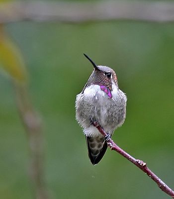 Costa's Hummingbird