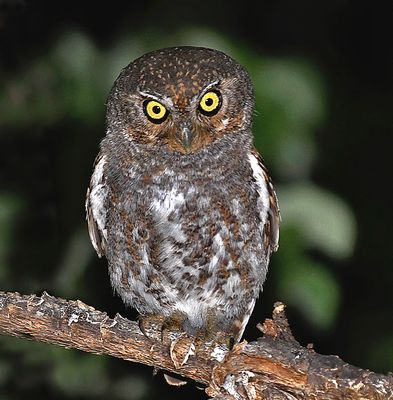 Elf Owl