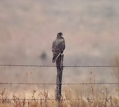Gyrfalcon