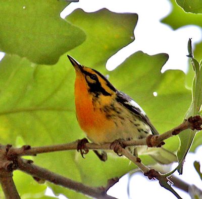 Blackburnian Warbler