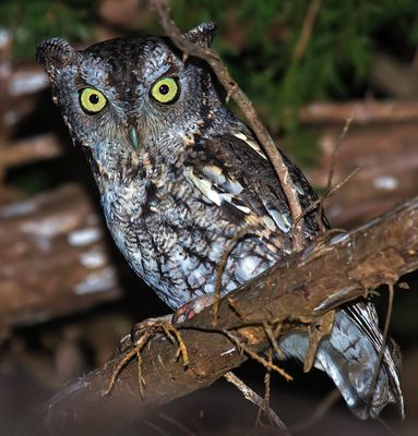 Eastern Screech-Owl