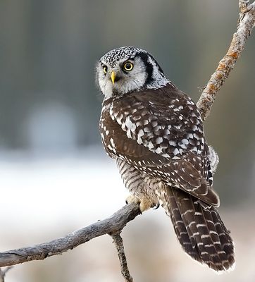 Northern Hawk-Owl