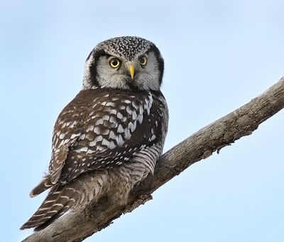 Northern Hawk-Owl