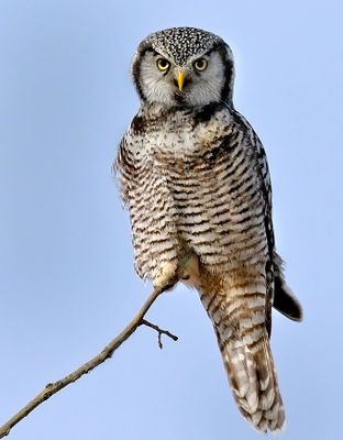 Northern Hawk-Owl