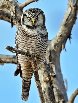 Northern Hawk-Owl