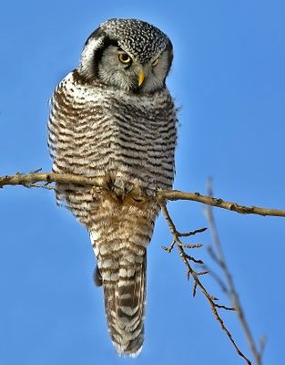 Northern Hawk-Owl