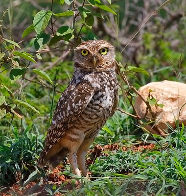 Burrowing Owl
