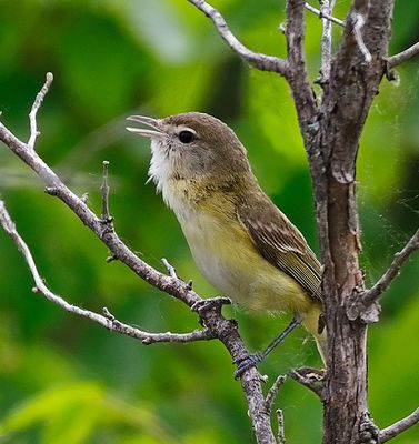 Bell's Vireo