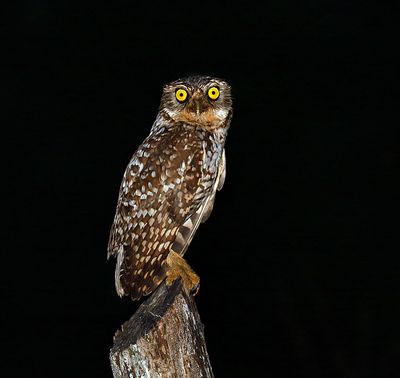 Burrowing Owl