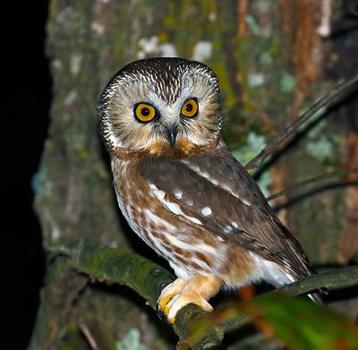 Northern Saw-whet Owl